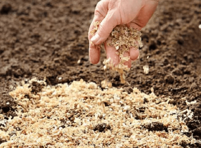 Aplicação de uma camada de serragem para proteção contra o frio