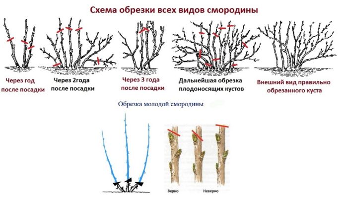 Schemat przycinania porzeczek