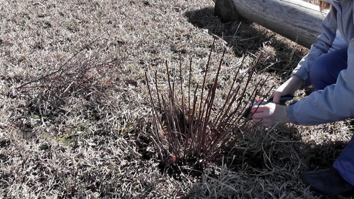 Currant pruning