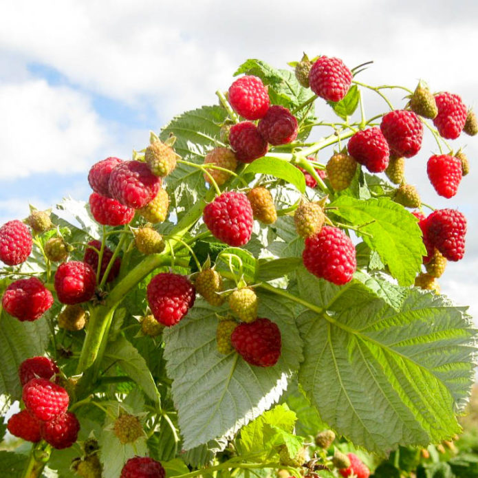 Himbeeren