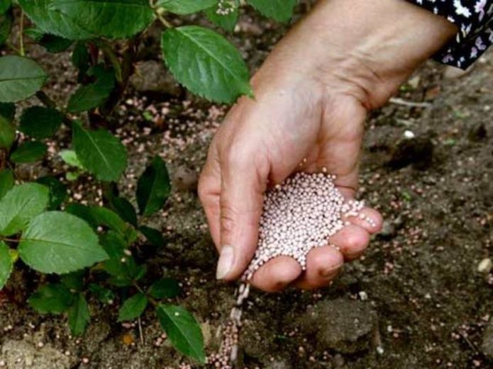 Fertilizando o solo