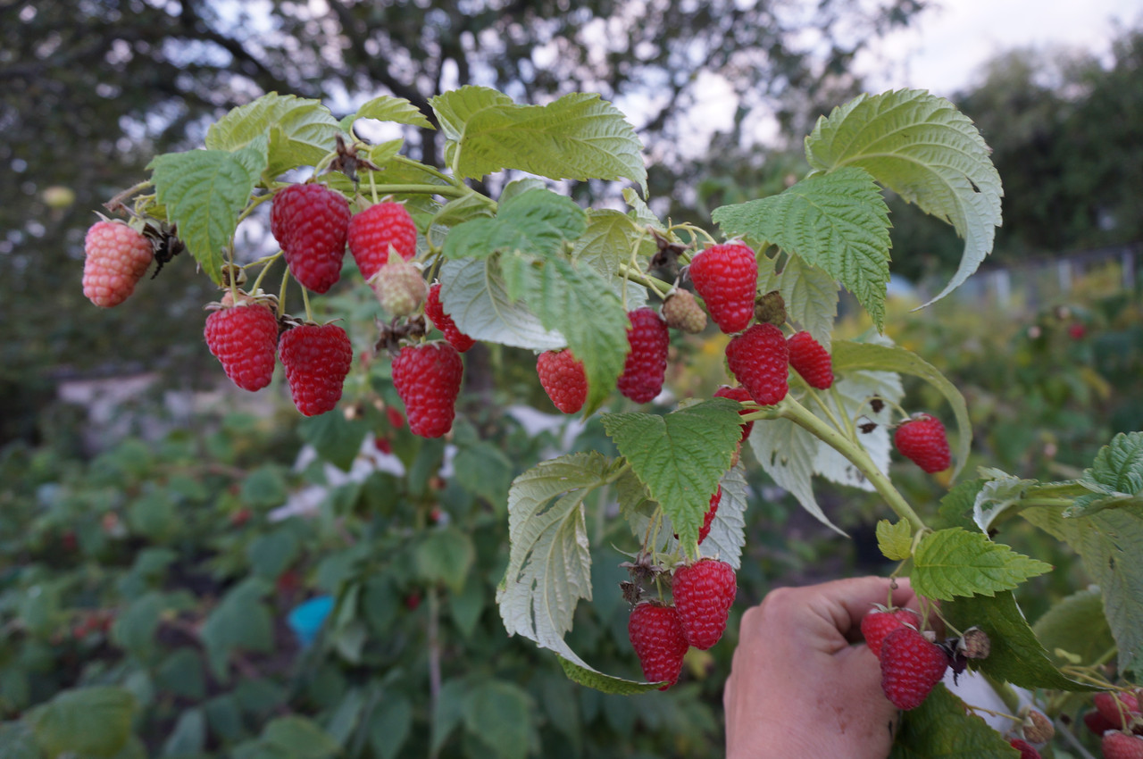 Framboise Firebird réparée, plantation et soins appropriés