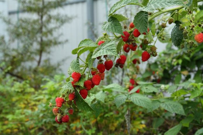 Branche de framboise Firebird