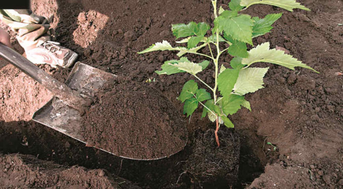 Planting raspberries