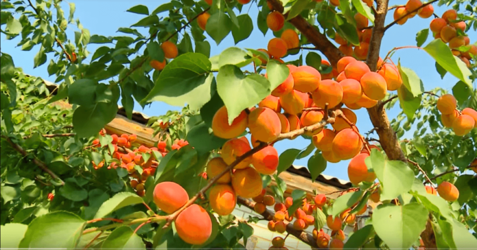 Pokok aprikot Saratov ruby