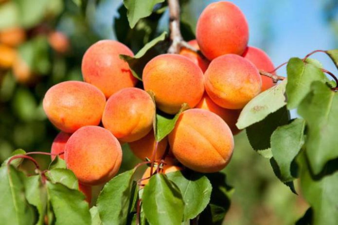 Fruites d'albercoc en una branca