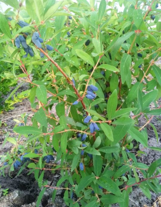 Honeysuckle bush Amphora