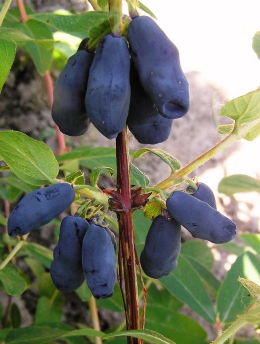 אמפורה פירות יער