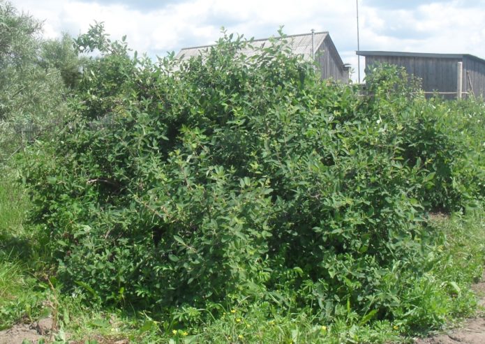 Honeysuckle bushes