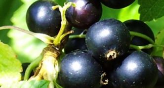 Pigmeo di ribes nero