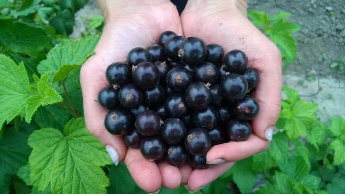 Pigmy currant