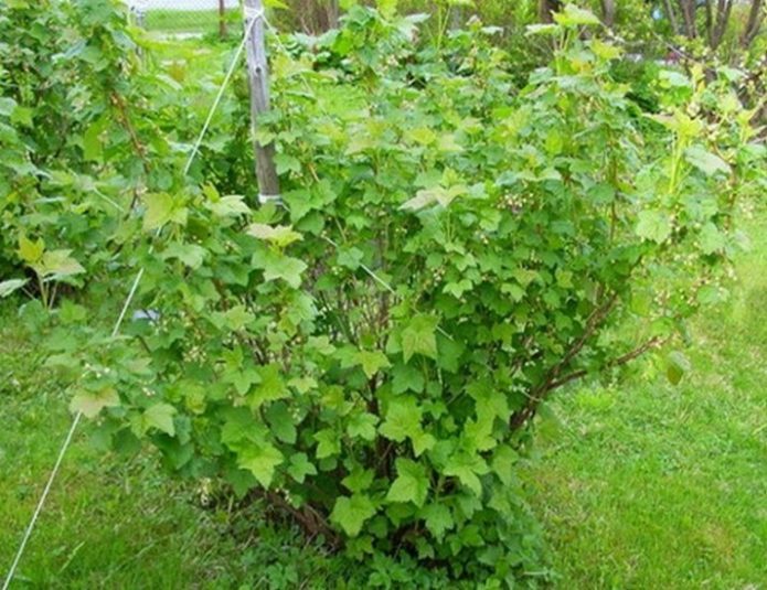 Pygmy currant bush