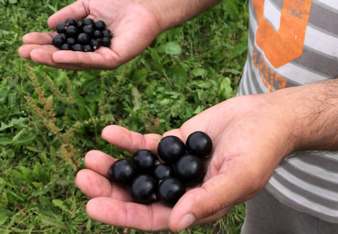 Porovnejte odrůdy rybízu podobné Pygmy