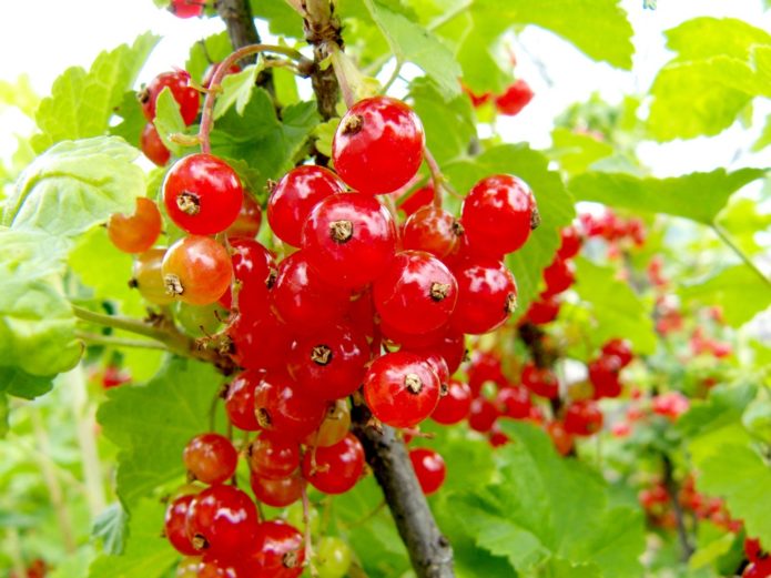 Berry currant Awal manis