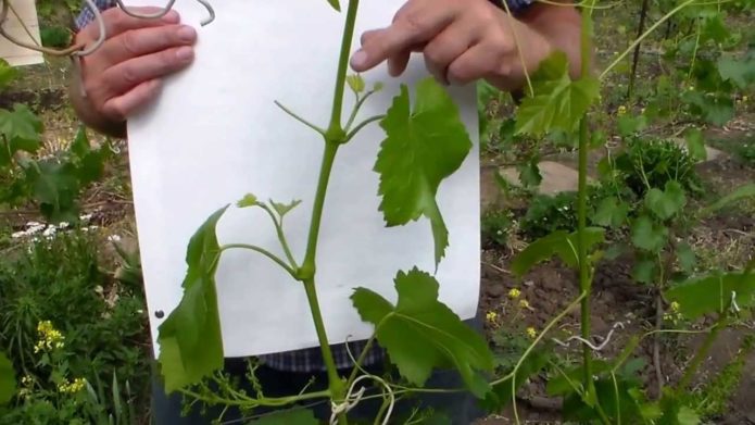 Stepsons on grapes