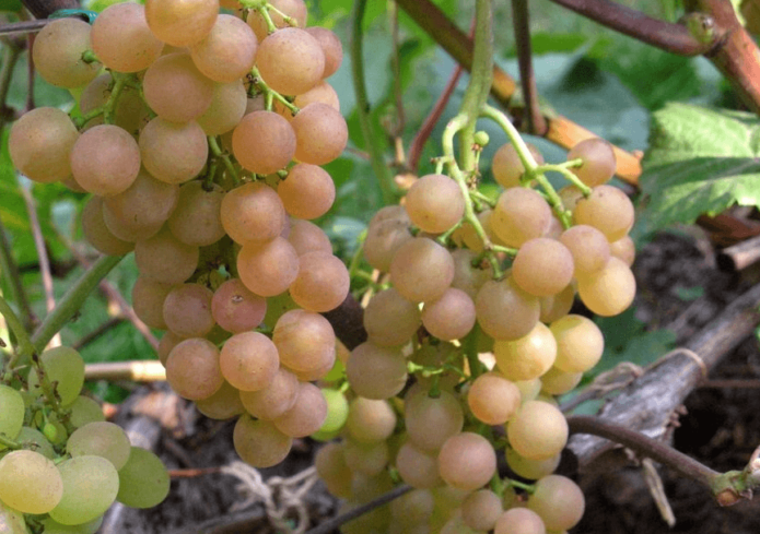 Bunches of grapes Platovsky