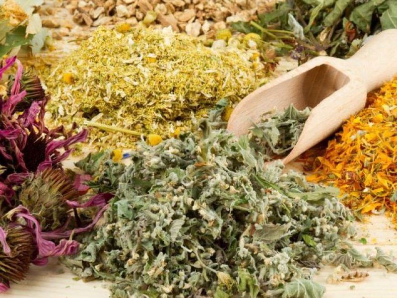 Quelles herbes sont récoltées en août: top 10