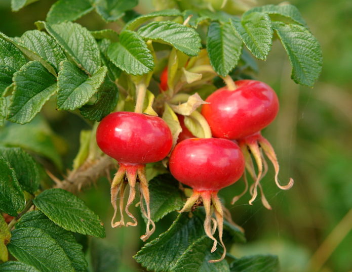 Fruta rosa