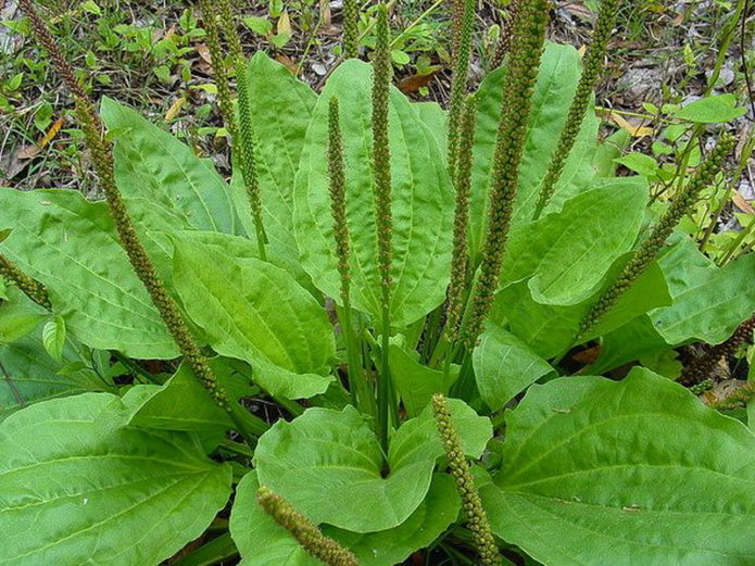 Banane plantain