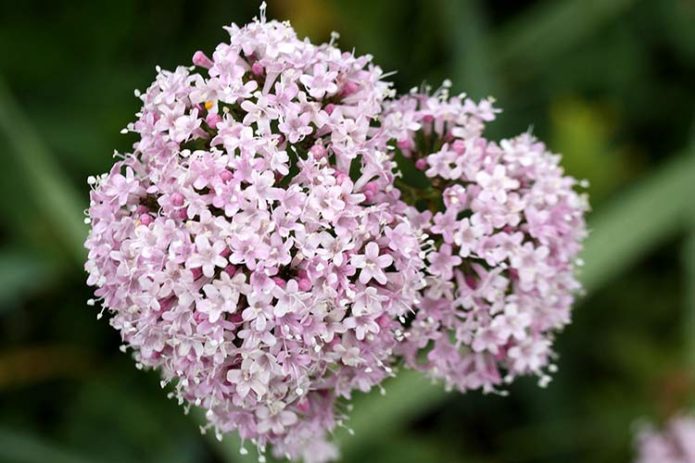 Valeriana