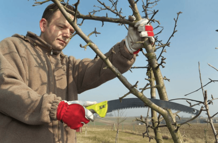 Appelbomen kappen in het voorjaar