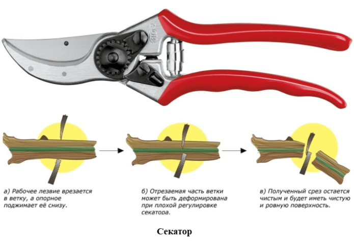 Secateurs