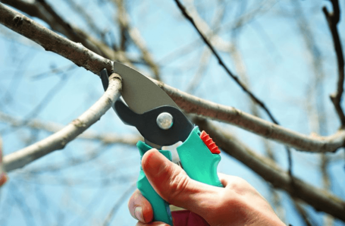 Pruning apple trees in autumn