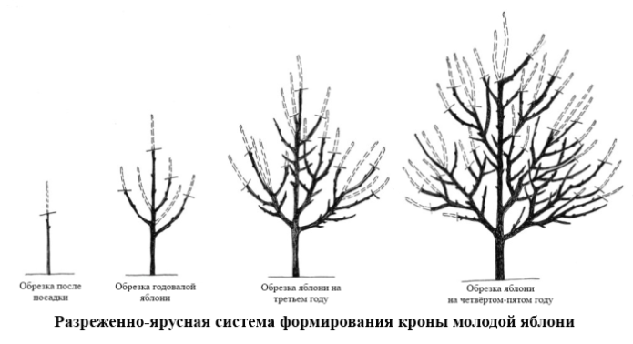 Sparse-tiered system of apple crown formation