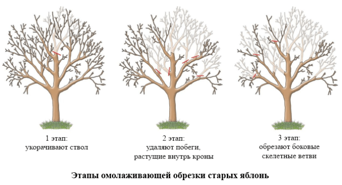 Stages of rejuvenating pruning of apple trees in pictures