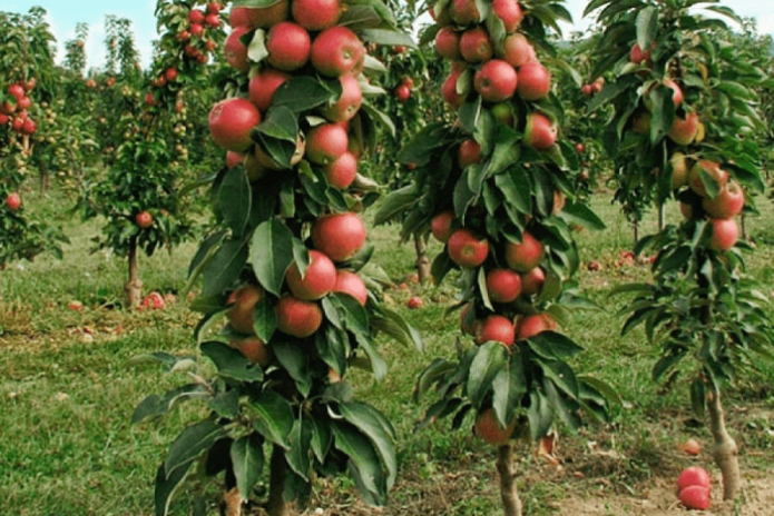 Columnar apple trees