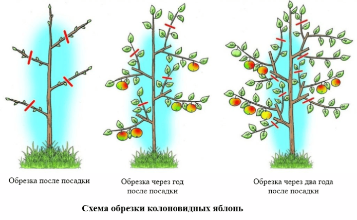 Schema de tăiere a mărului coloană