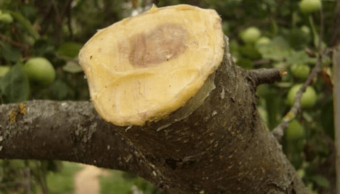 La rodaja de manzano está cubierta con barniz de jardín.