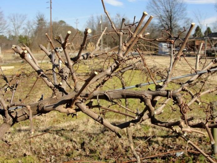 Trimmed grapes