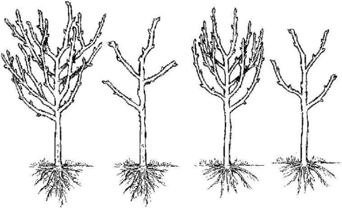 Podar una ciruela columnar