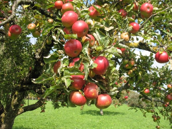 Variétés de pommiers Zhigulevskoe