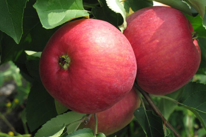 Pommes de la variété Zhigulevskoe