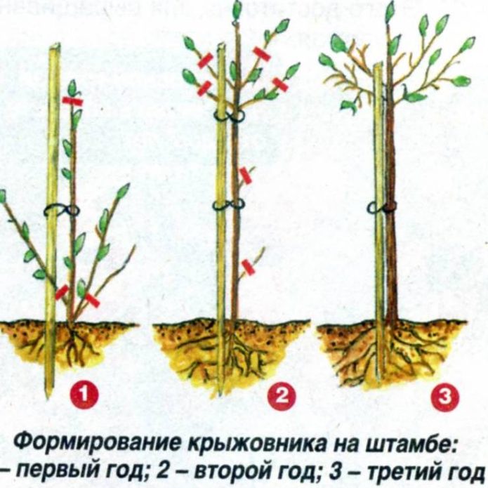 pruning standard gooseberries