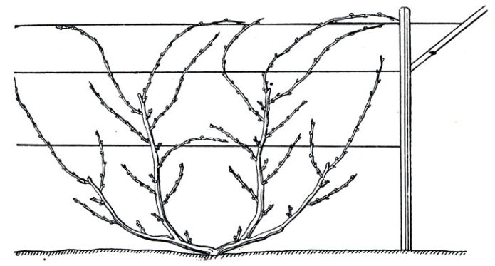 Modello d'uva a forma di ventaglio