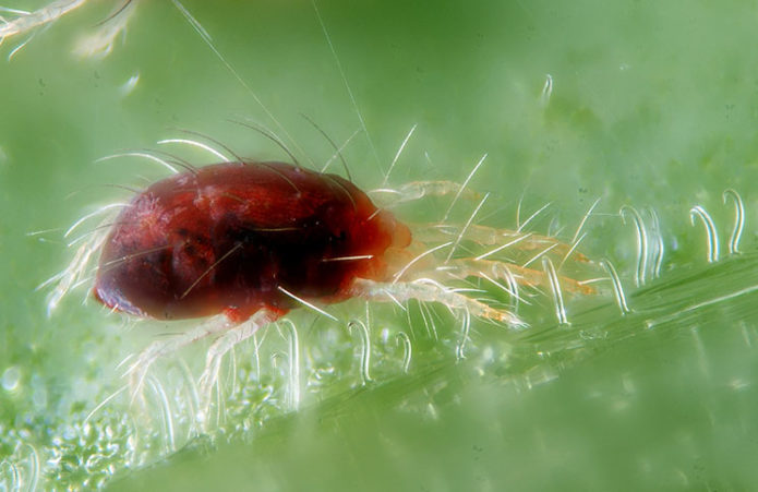 Spintmijt op een blad