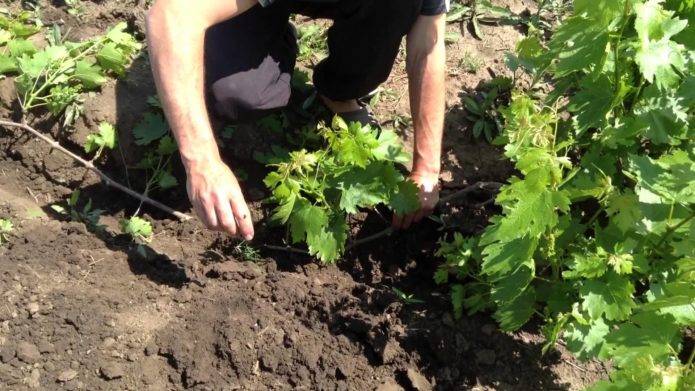 Mains de l'homme qui laisse tomber la vigne