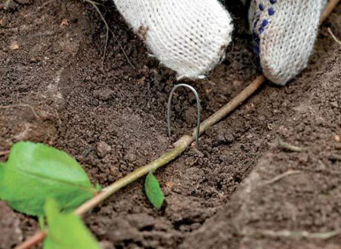 Germoglio della pianta bloccato a terra tramite filo