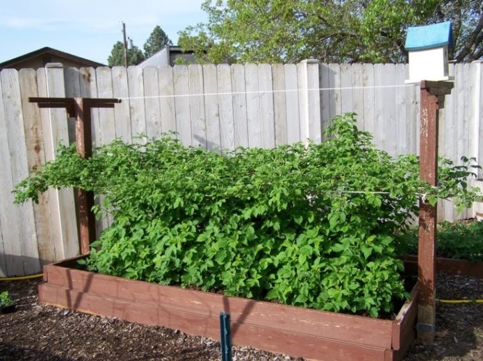 Frambozen in een warme tuin