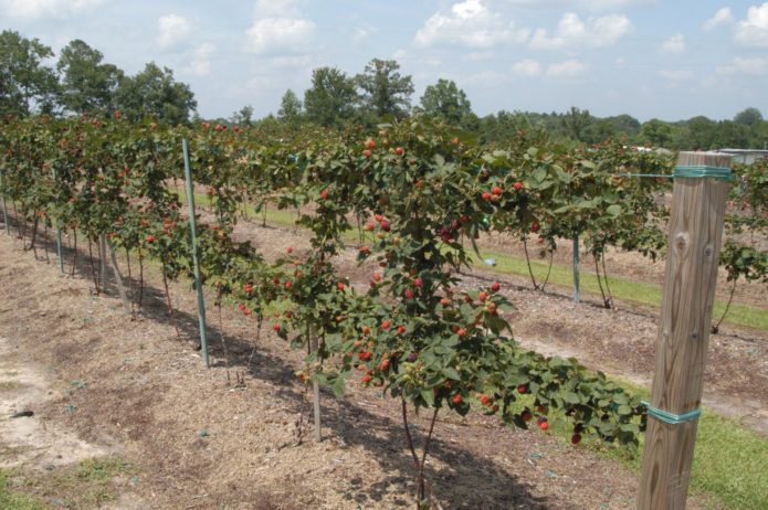 Repaired raspberry on a trellis