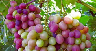 Uvas Caramol