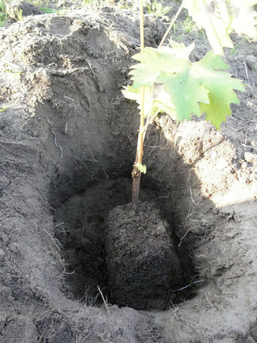 Plántula de uva en el hoyo de siembra