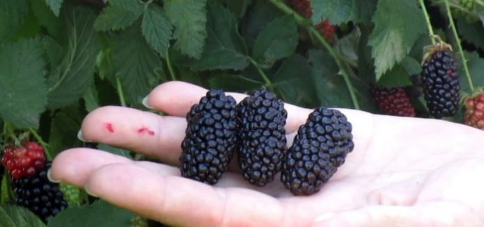 Variedades de moras Karaka Black