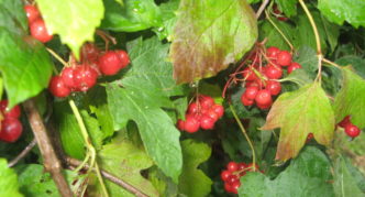 Folhas de viburnum manchado