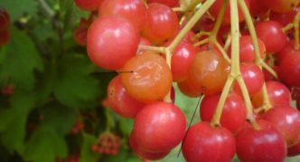 Viburnum gyümölcsrothadás