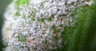 Powdery mildew