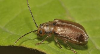 Escarabajo de hoja viburnum